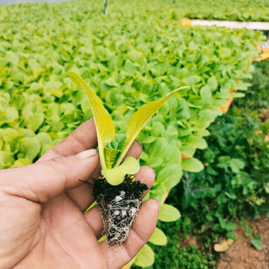 通海县娃娃菜苗，根系发达，品种好