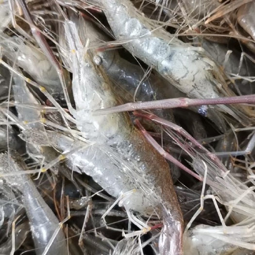 宜宾河虾 草虾 青虾