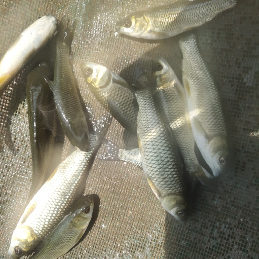 沭阳县草鱼苗一斤7到10条左右，5万斤出售。