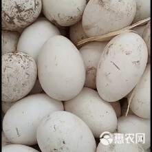 鲜鹅蛋  腌制鹅蛋，咸鹅蛋，，口味好，腥味小，易储存