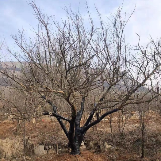 枣庄石榴树苗 大石榴树，价格美丽