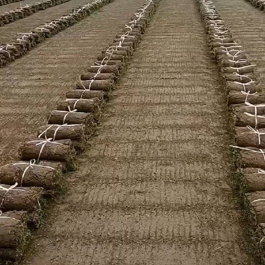 监利市果岭草 基地直销保质保量诚信为本