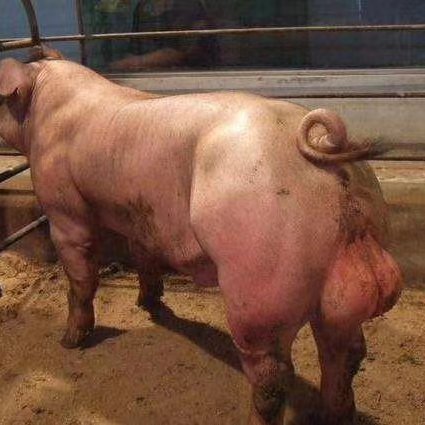 新沂市杜洛克仔猪   新美系杜洛克种猪体型好瘦肉高生长速度快抗病能