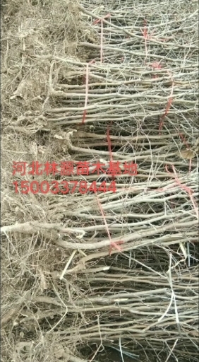 献县枣树苗 古枣树、枣苗