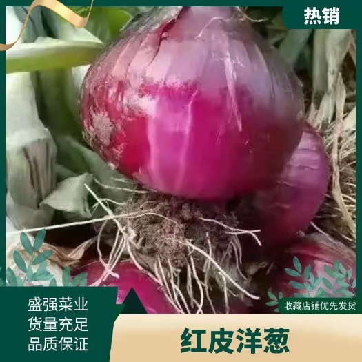 郯城县山东省郯城县红皮洋葱大量上市。