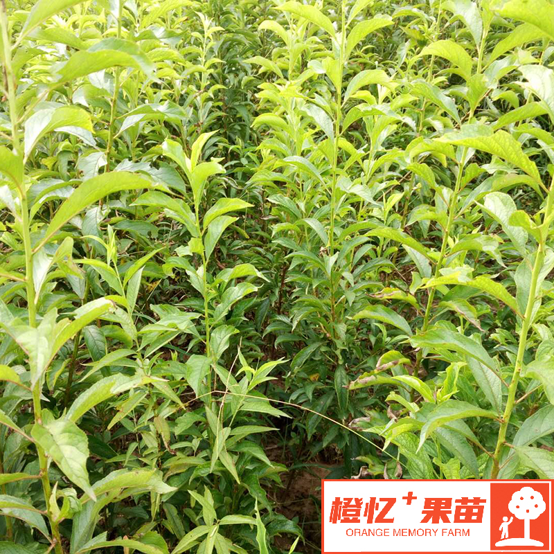 蜂糖李树苗【鲜百芬】果苗基地直发