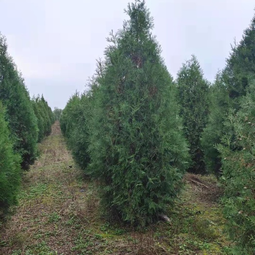 博野县侧柏 河北侧柏苗 侧柏树 侧柏树苗 规格20 -500厘米