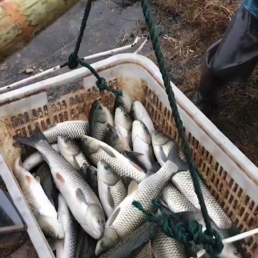 宜春金丝鲩 各种鱼苗都有货