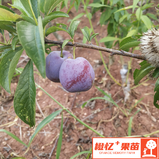 简阳市李子树苗 凤凰李树苗【零售+批发】橙忆家果苗基地直发