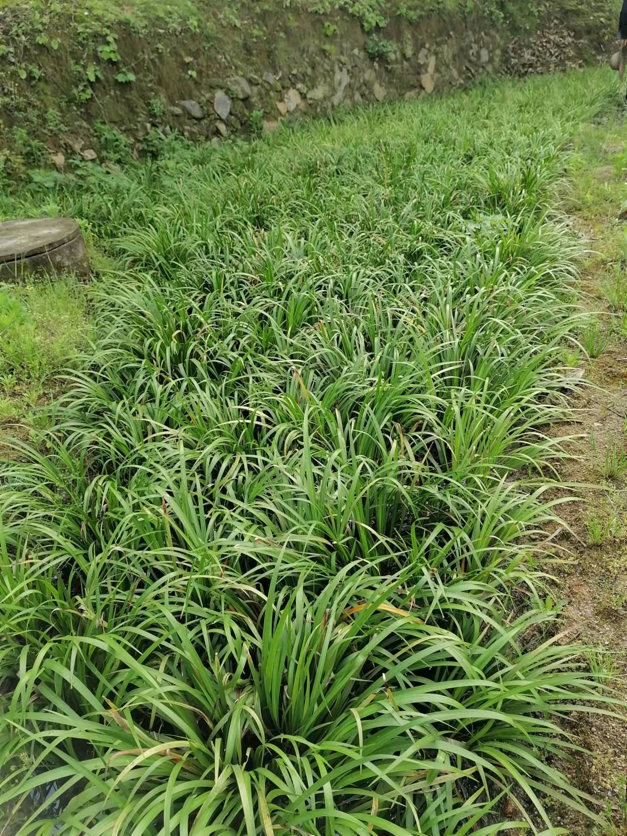 石菖蒲苗