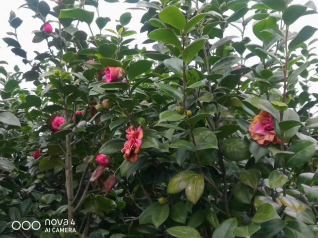 成都红露珍山茶花，高2.5米以上，胸径1-3公分