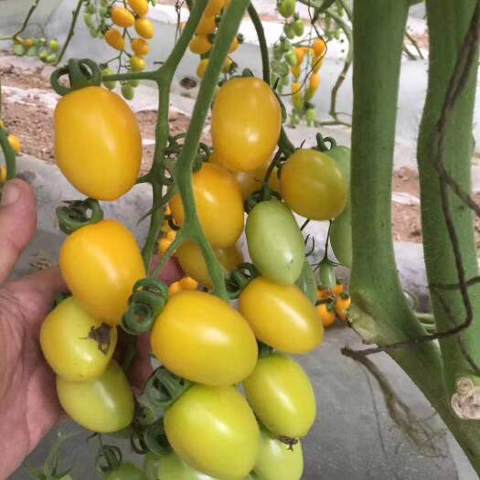寿光市口感小柿子苗 大粉沙瓤番茄苗 草莓柿子苗 采摘类圣女果苗