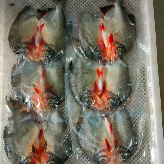 信宜市 红鲳鱼