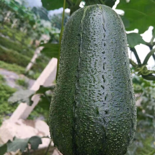 芦山县苹果丝瓜嫩滑爽口