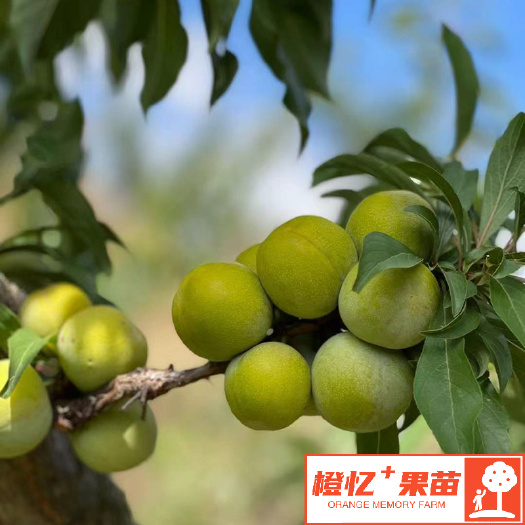 简阳市李子树苗 蜜脆李树苗【零售+批发】橙忆家果苗基地直发