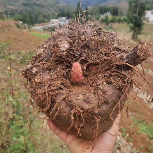 大方县黑杆花魔芋（基地直供）