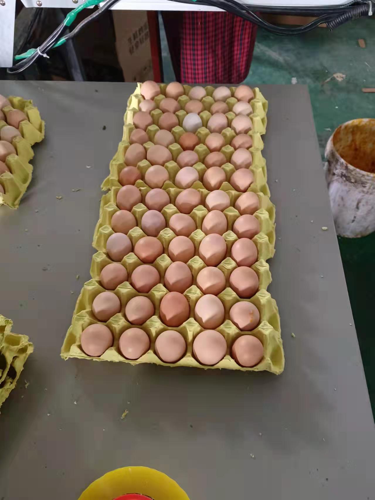 粉壳蛋 常年出售各种粉蛋码数齐全品种齐全