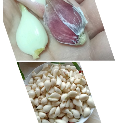 安国市正宗紫皮蒜保真四六瓣
