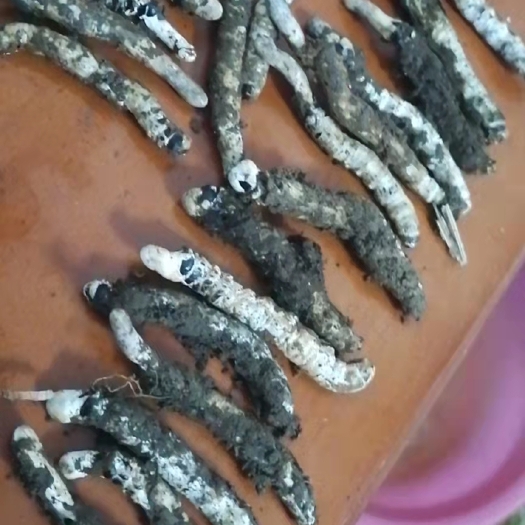 永顺县冬虫夏草 贵州湖南亚香棒虫