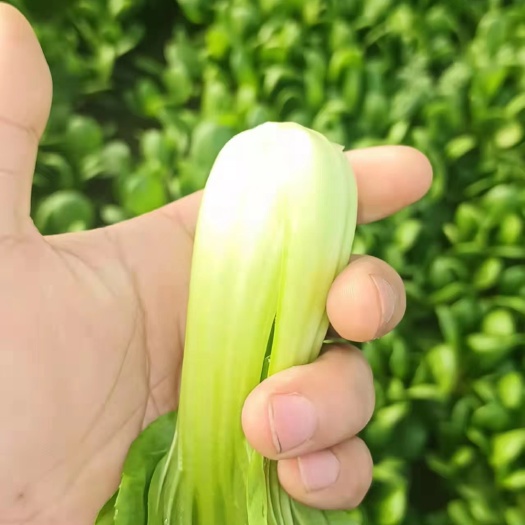曹县上海青 【精选】精品上海清油菜现货，产地直发，常年供应，