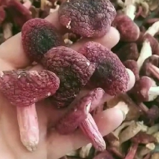 随州野生美味红菇干货，红蘑菇月子菇1斤包邮，囗感好！舌尖上的美食