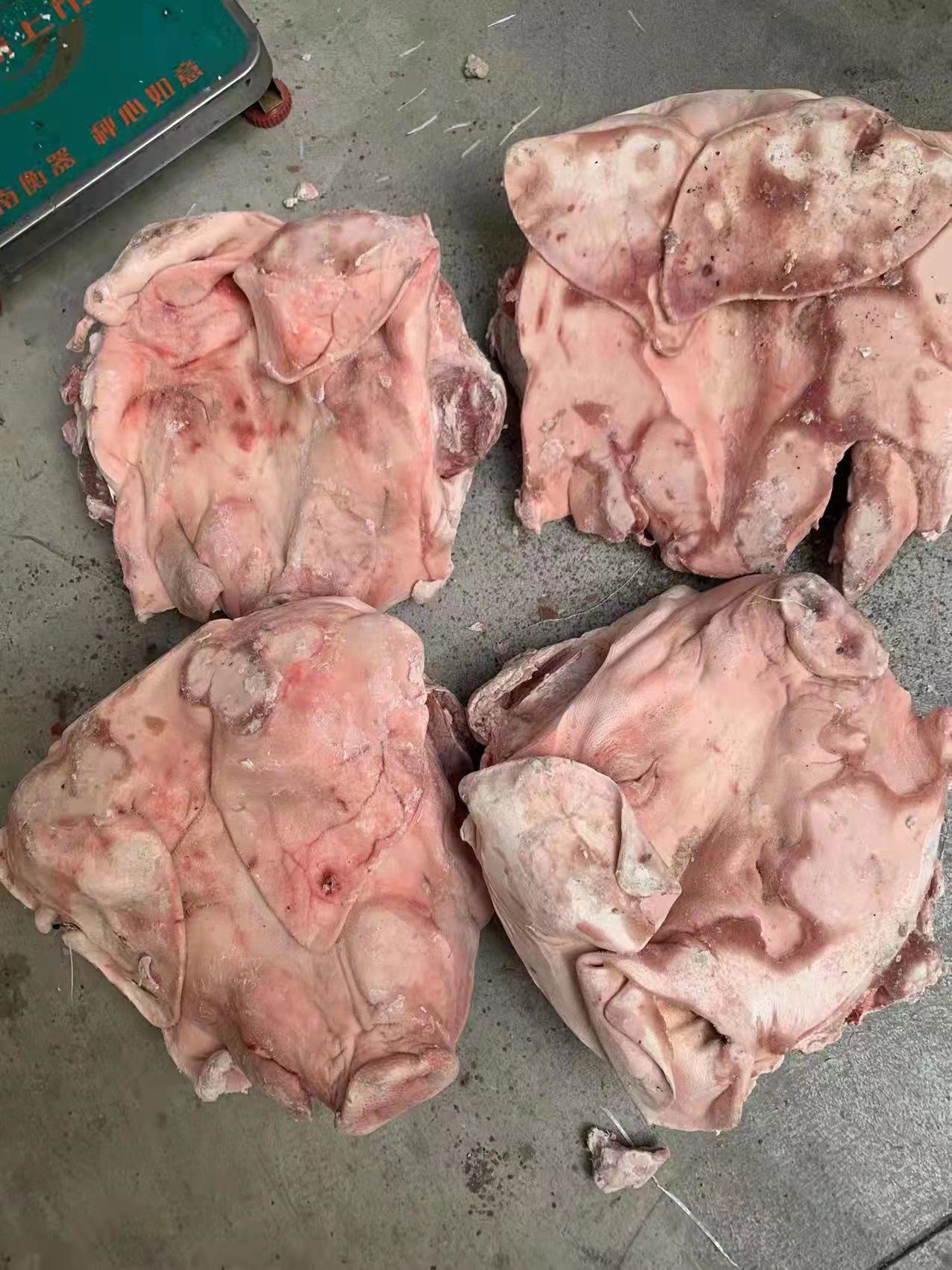 猪头 带耳一级头