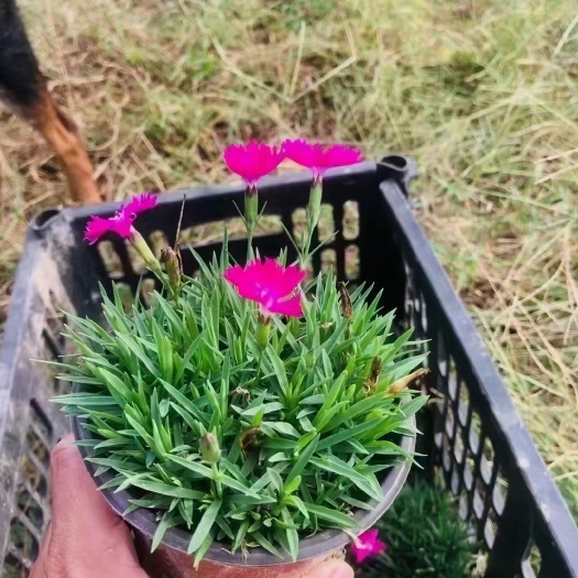 襄樊欧石竹