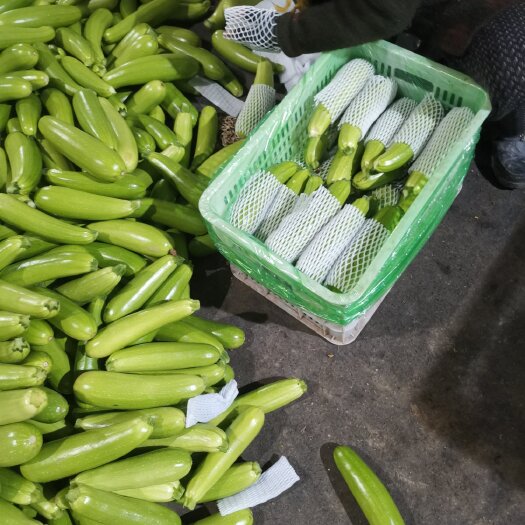 聊城绿皮西葫芦 精品西葫芦，绿皮，条好