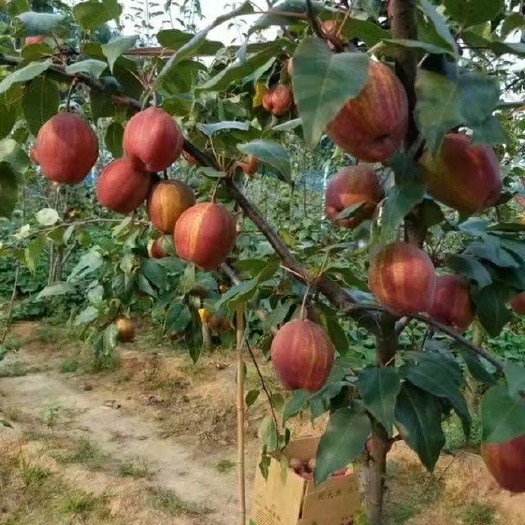 费县临沂山农酥梨园转让
