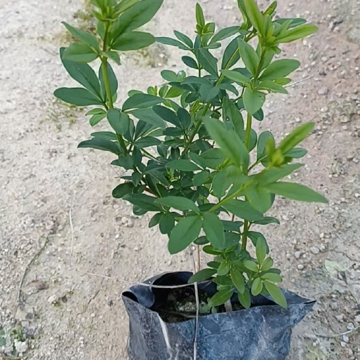 漳浦县迎春花   黄素馨