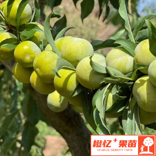 简阳市青脆李苗 青脆李树苗【零售+批发】橙忆家果苗基地直发