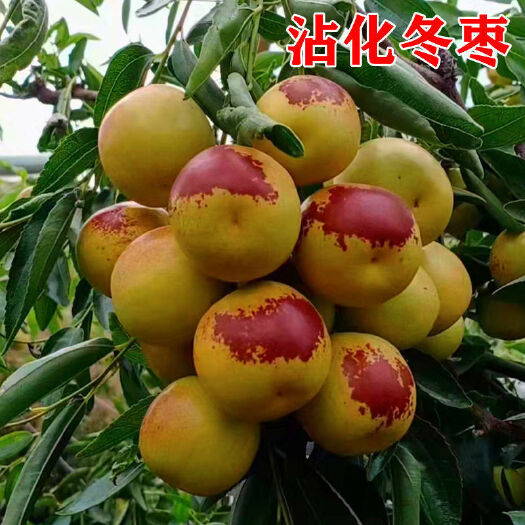 滨州沾化冬枣树苗优质嫁接山东冬枣原产地提供技术沾化树苗枣树苗嫁接