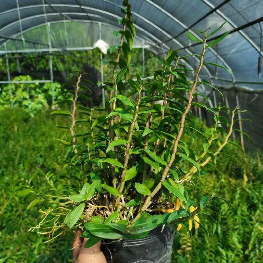 乐清市铁皮石斛盆栽 铁皮石斛种苗 铁皮石斛【大杯苗】雁荡山铁皮石斛