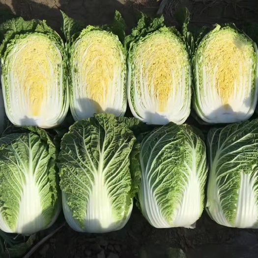 蘭陵縣菊錦大白菜   山東春季大棚新白菜，黃心白菜凈菜單棵3-6斤