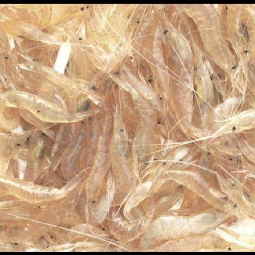  秀丽白虾（冻货）