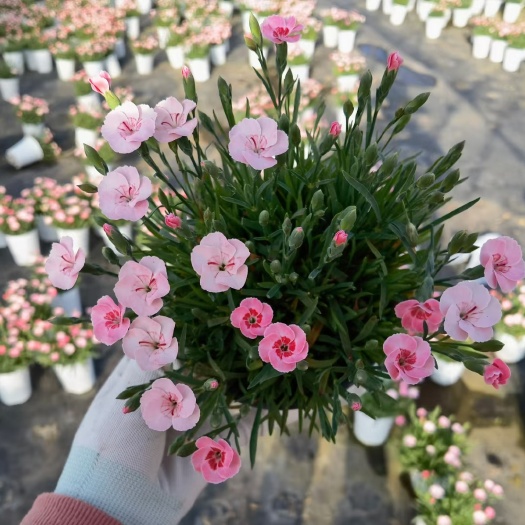 昆明14cm20装盆栽小花康乃馨小花石竹——蜜桃派