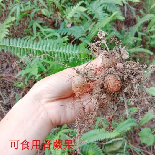 紫云县贵州纯山货凉水果 新鲜石黄皮精选肾蕨子 果化狗儿包邮