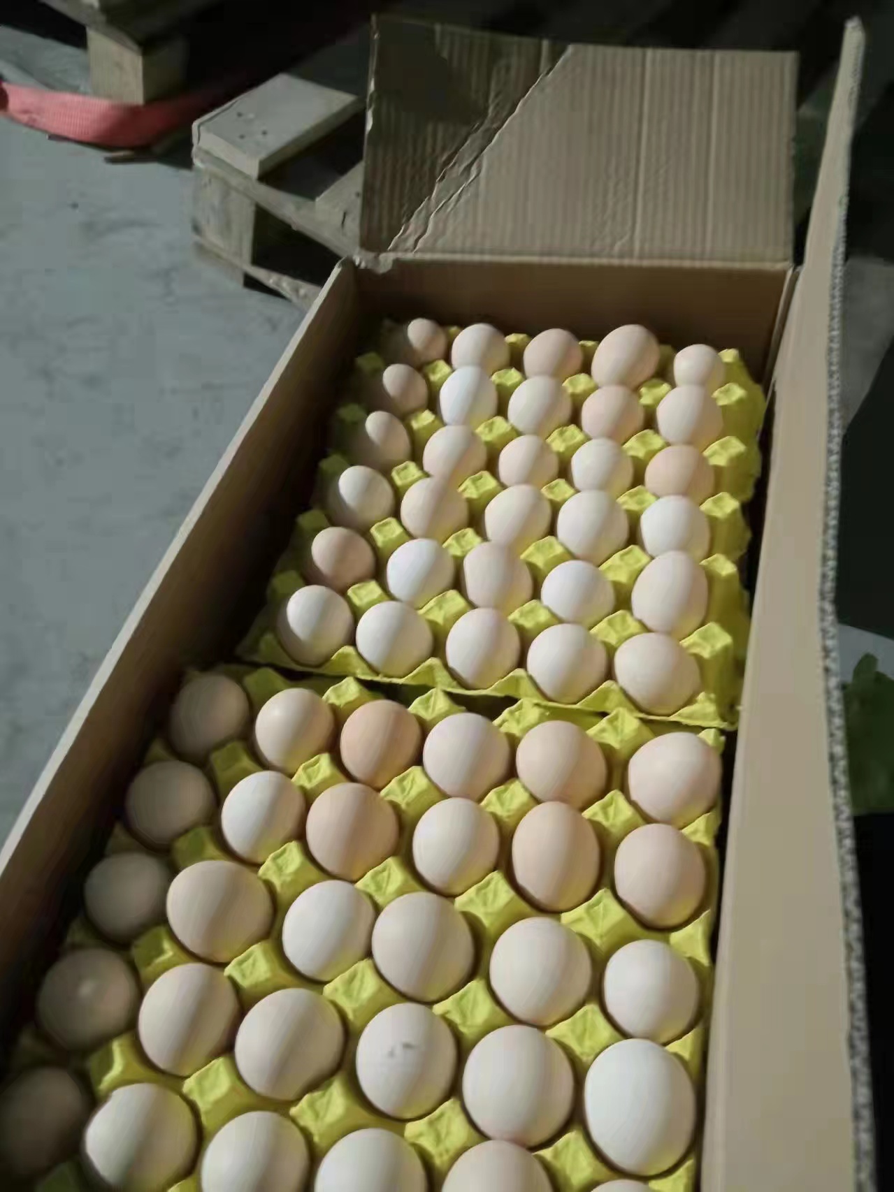 粉壳蛋 常年出售各种粉蛋码数齐全品种齐全