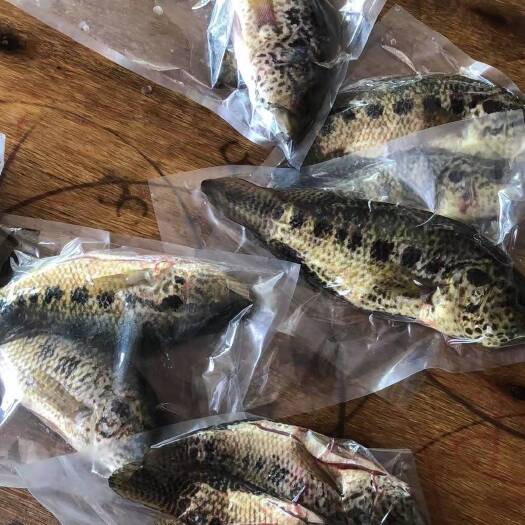 思茅饲料鱼 鱼