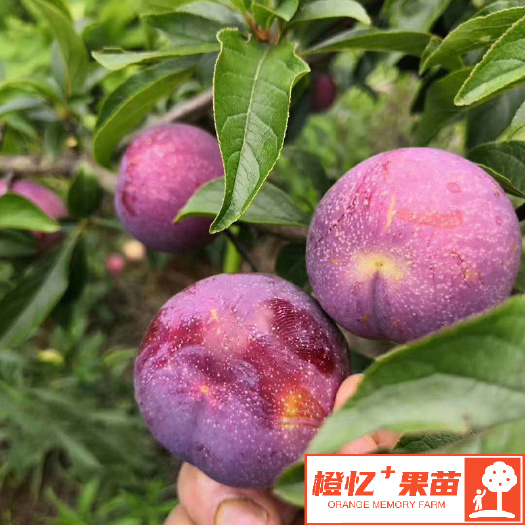 简阳市槜李苗 檇李苗【零售+批发】橙忆家果苗基地直达