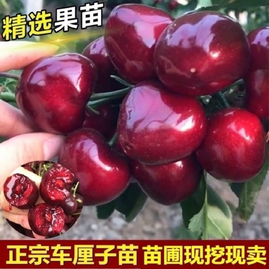 平邑县美早苗 樱桃树苗车厘子特大美早樱桃矮化盆栽庭院地栽耐寒抗冻南