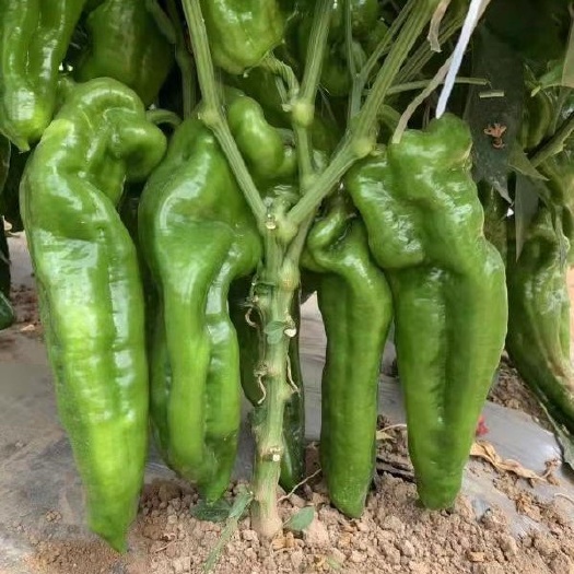 临泉县青泡椒 大棚青椒 线椒 301产地直销 一手货源 质量保证