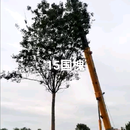 无棣县18公分国槐，20公分国槐