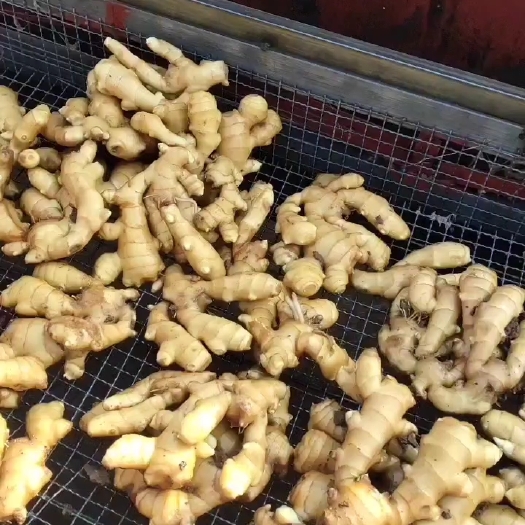 行唐县生姜 大家有需要姜的可以随时联系我，我是原产地种植大户，货源充足，