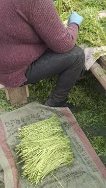 沭阳县茼蒿 芦蒿