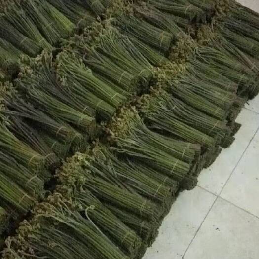 六盘水 蕨菜