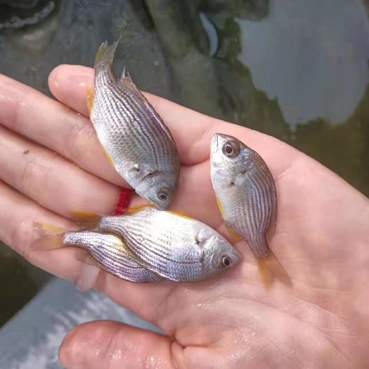 东莞市黄立鱼    黄脚立鱼苗     淡水化