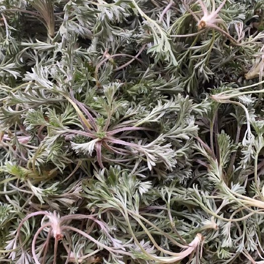 春菜 秦岭山脉菌陈