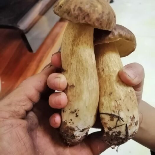 兴安县平菇菌种 野生牛干菌种子。视种成功。。厂家直销