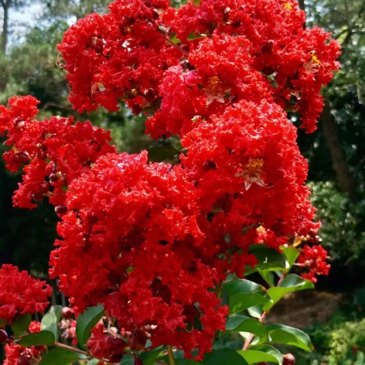 恭城县红火球紫薇  美国红花紫薇 裸根苗